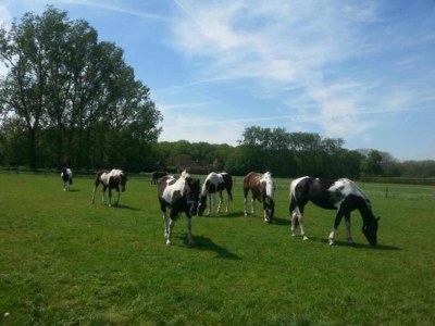 Holiday park Chalet nahe Loonse und Drunense Duinen - Environment photo 26