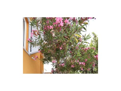 Apartment Two bedroom apartment with balcony Okrug Gornji, Čiovo A-22139-c - Outdoor photo 11