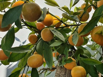 Apartment Studio flat near beach Murter AS-22397-c - Outdoor photo 10