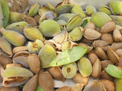 Apartment Studio flat near beach Murter AS-22397-c - Outdoor photo 11