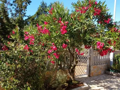 Apartment One bedroom apartment with terrace Rudina, Hvar A-23777-b - Outdoor photo 6