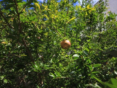 Apartment Apartments by the sea Vis - 2459 - Outdoor photo 7