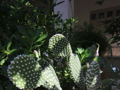 Apartment Apartments by the sea Vis - 2459 - Outdoor photo 9