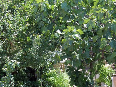 Apartment One bedroom apartment with terrace Krk A-13553-b - Outdoor photo 11