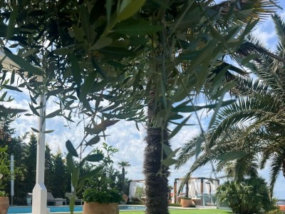 Apartment One bedroom apartment with balcony and sea view Mandre, Pag A-24196-a - Outdoor photo 20