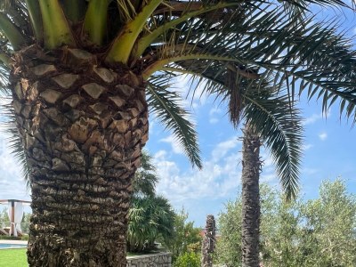 Apartment Family-friendly apartments with swimming pool Mandre, Pag - 24196 - Outdoor photo 20