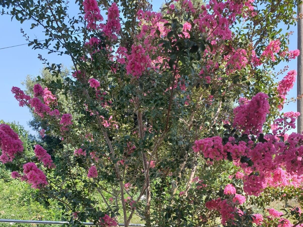Apartment One bedroom apartment with balcony Korčula A-24058-b - Outdoor photo 4