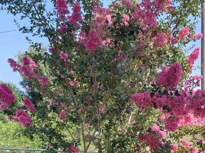 Apartment One bedroom apartment with balcony Korčula A-24058-b - Outdoor photo 4