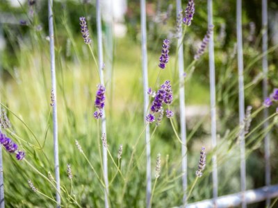 Apartment Two bedroom apartment with terrace Rab A-24367-b - Outdoor photo 4