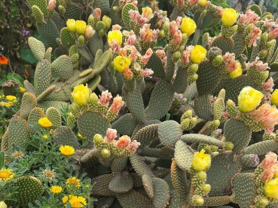 Apartment Two bedroom apartment with terrace and sea view Mandre, Pag A-24502-a - Outdoor photo 22