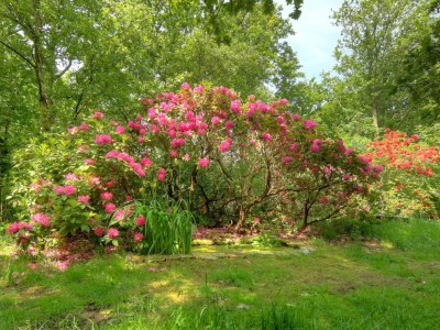 Bungalow 't Vogelbergje - CaliforniÃ«weg 515 - Outdoor photo 3