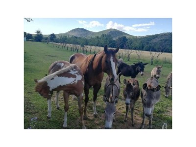 Holiday house Four-bedroom house with balcony Maovice, Zagora K-24726 - Outdoor photo 24