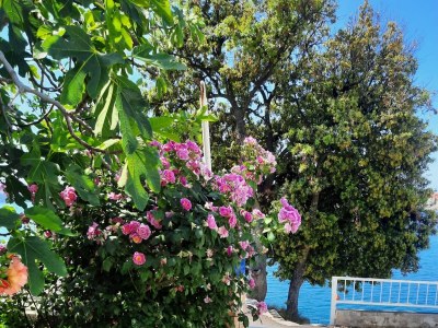 Apartment Three bedroom apartment near beach Brodarica, Šibenik A-921-a - Outdoor photo 13