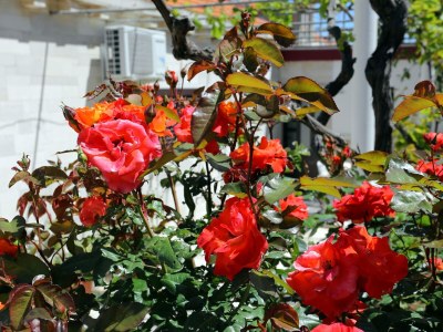 Apartment Two bedroom apartment with terrace and sea view Lumbarda, Korčula A-4352-a - Outdoor photo 10
