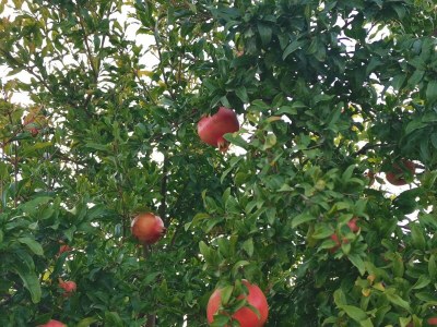 Apartment Two bedroom apartment near beach Vinišće, Trogir A-4288-c - Outdoor photo 16