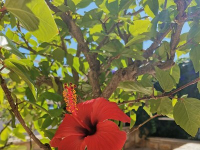 Apartment Two bedroom apartment near beach Vinišće, Trogir A-4288-c - Outdoor photo 17