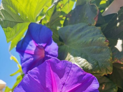 Apartment Two bedroom apartment near beach Vinišće, Trogir A-4288-c - Outdoor photo 18