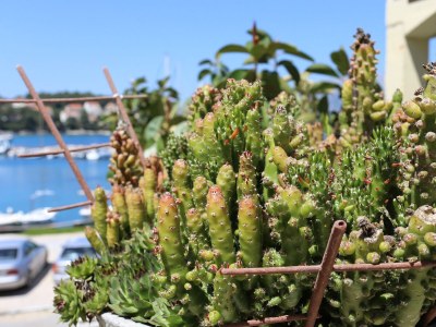 Apartment One bedroom apartment near beach Lumbarda, Korčula A-4442-b - Outdoor photo 17