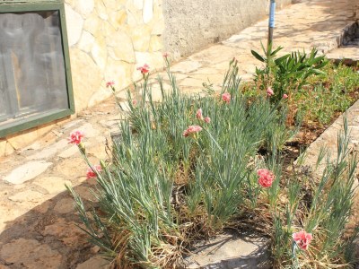 Apartment Two bedroom apartment near beach Cove Magrovica - Telašćica, Dugi otok A-8139-a - Outdoor photo 16