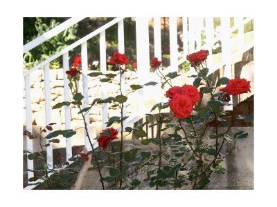 Apartment One bedroom apartment near beach Kučište - Perna, Pelješac A-4544-a - Outdoor photo 8