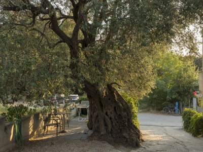 Apartment Two bedroom apartment with terrace Žuljana, Pelješac A-4573-a - Outdoor photo 3