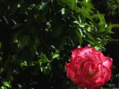 Apartment Two bedroom apartment with terrace and sea view Supetarska Draga - Donja, Rab A-4981-a - Outdoor photo 7