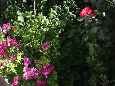 Apartment One bedroom apartment with terrace and sea view Supetarska Draga - Donja, Rab A-4981-b - Outdoor photo 11