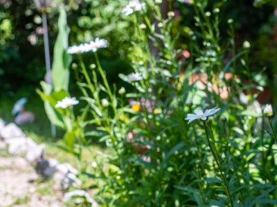 Apartment One bedroom apartment with terrace Barbat, Rab A-4977-b - Outdoor photo 8