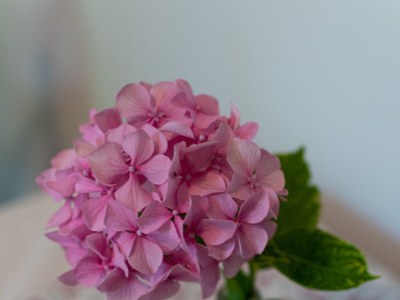 Apartment One bedroom apartment with terrace Barbat, Rab A-4977-b - Outdoor photo 15