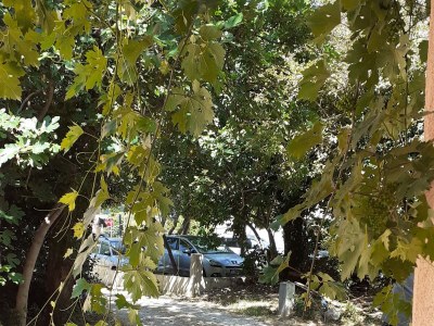 Apartment Two bedroom apartment with terrace Žuljana, Pelješac A-4576-b - Outdoor photo 19