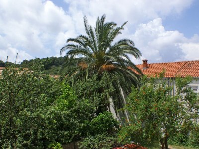 Apartment Studio flat with balcony Žuljana, Pelješac AS-4576-b - Outdoor photo 10