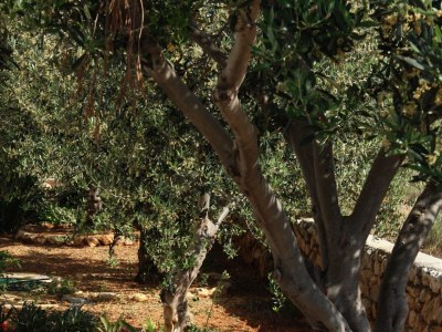 Apartment Two bedroom apartment with balcony and sea view Barbat, Rab A-4951-b - Outdoor photo 9