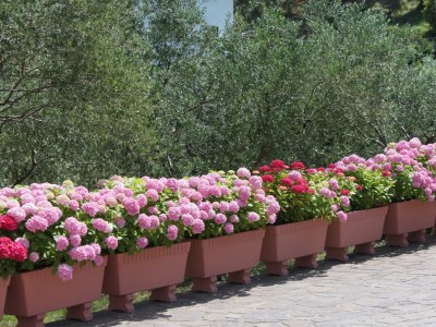 Apartment Two bedroom apartment with terrace and sea view Supetarska Draga - Donja, Rab A-5033-a - Outdoor photo 11