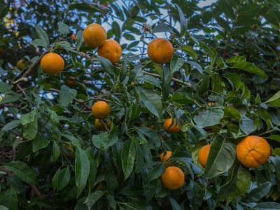 Apartment Two bedroom apartment with terrace Dubrovnik A-4732-c - Outdoor photo 17