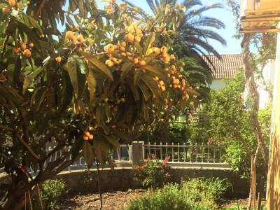 Apartment Two bedroom apartment with terrace Orebić, Pelješac A-4527-a - Outdoor photo 9