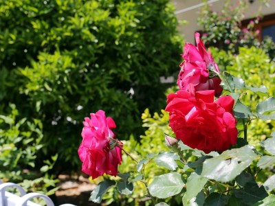 Apartment Two bedroom apartment with terrace Orebić, Pelješac A-4527-a - Outdoor photo 11