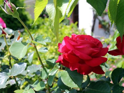 Apartment Two bedroom apartment with terrace Orebić, Pelješac A-4527-a - Outdoor photo 13