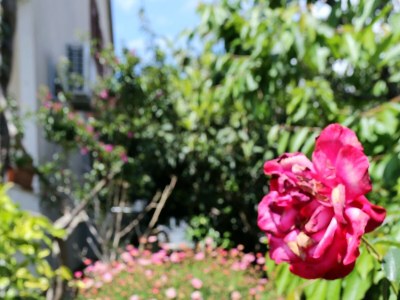 Apartment One bedroom apartment with terrace Orebić, Pelješac A-4527-b - Outdoor photo 13