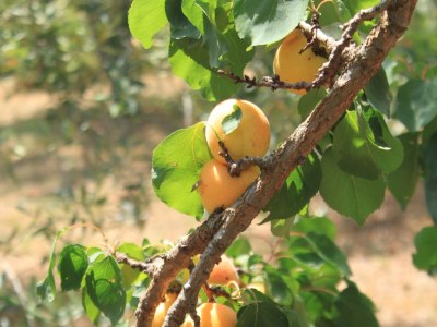 Apartment One bedroom apartment near beach Ugljan A-829-a - Outdoor photo 13