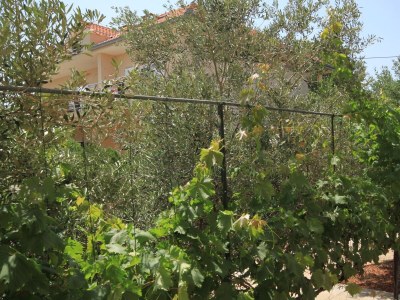 Apartment One bedroom apartment near beach Ugljan A-829-a - Outdoor photo 30