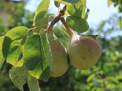 Apartment Two bedroom apartment near beach Ugljan A-829-b - Outdoor photo 13