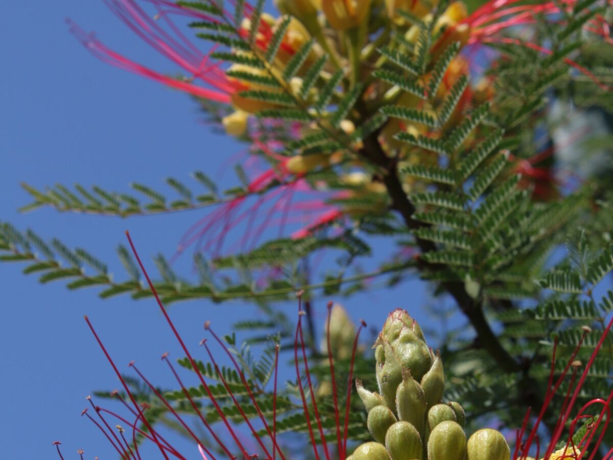 Apartment One bedroom apartment near beach Murter A-5125-b - Outdoor photo 5