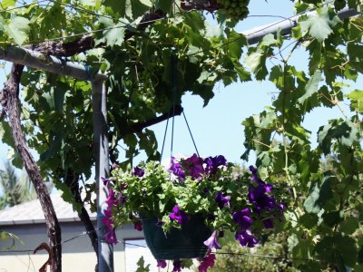 Holiday room with terrace and sea view Barbat, Rab S-5070-a - Outdoor photo 8