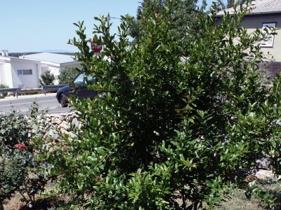 Holiday room (pet friendly) Barbat, Rab S-5070-c - Outdoor photo 8