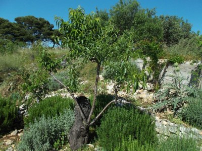 Apartment One bedroom apartment with terrace and sea view Murter A-5097-b - Outdoor photo 17