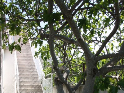 Apartment Apartments with parking space Grebaštica, Šibenik - 6103 - Apartments with parking space Grebaštica, Šibenik - 6103 - Outdoor photo 8