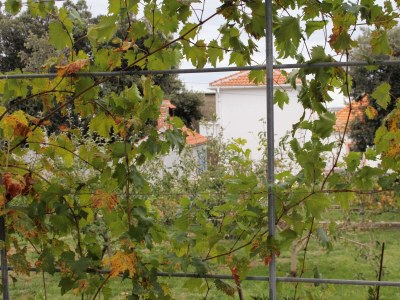 Apartment Four-bedroom apartment with terrace and sea view Vrsi - Mulo, Zadar A-5791-a - Outdoor photo 45