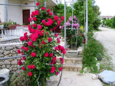 Apartment Four-bedroom apartment with terrace and sea view Vrsi - Mulo, Zadar A-5791-b - Outdoor photo 11