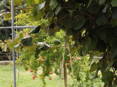 Apartment Four-bedroom apartment with terrace and sea view Vrsi - Mulo, Zadar A-5791-b - Outdoor photo 14