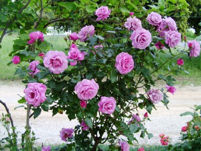 Apartment Four-bedroom apartment with terrace and sea view Vrsi - Mulo, Zadar A-5791-b - Outdoor photo 16